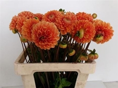 Dahlia Sylvia 60cm