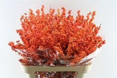 Ilex Verticillata Winter Gold 80cm
