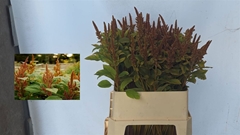 Amaranthus Cruentus Hot Biscuits 80cm