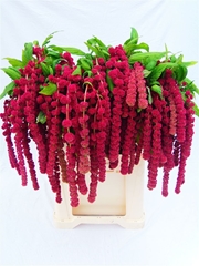 Amaranthus Caudatus Rosary 75cm