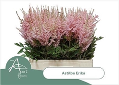 Astilbe Erika 65cm