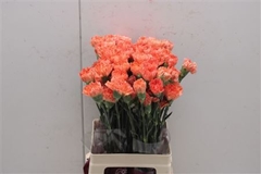Dianthus Single Hermes Orange 70cm