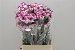 Dianthus Single Damascus 75cm