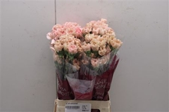 Dianthus Single Caramel 70cm