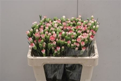 Dianthus Spray Minuetto 50cm