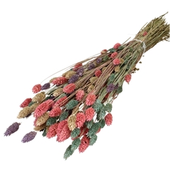 Dried Flowers Phalaris Mix 65cm 175g
