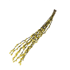 Dried Flowers Willow Catkins 70cm