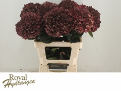 Hydrangea Rubyred Classic 60cm 15-17cm Hd