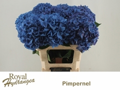 Hydrangea Pimpernel 60cm 18-20cm Hd