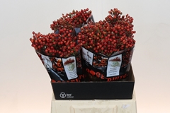 Rosa Autumn Rosefruits 45cm