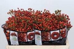 Rosa Autumn Rosefruits 50cm