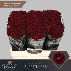 Chrysanth Santini Purpetta Red 55cm 48gr.