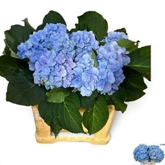 Hydrangea Verena Blue 50cm 13-15cm Hd
