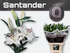 Lily Oriental Santander 95cm 4+