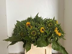 Helianthus Sunrich Orange 60cm 7cm Hd