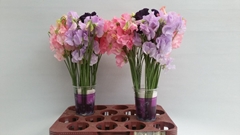 Lathyrus Mix 35cm