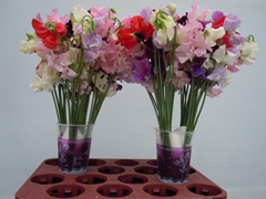Lathyrus Parfum Mixed In Bunch 35cm