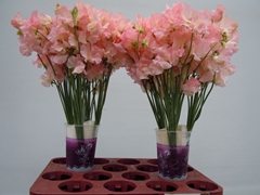 Lathyrus Parfum Salmon 35cm