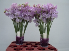 Lathyrus Winter Sunshine Lavender 35cm