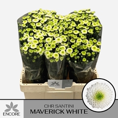 Chrysanth Santini Maverick White 55cm 32gr.