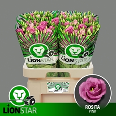 Eustoma Double Rosita Rose Pink 70cm