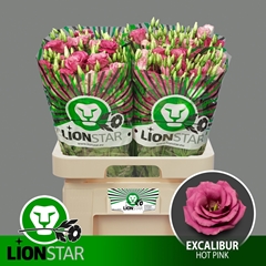Eustoma Double Excalibur Hot Pink 70cm