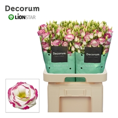 Eustoma Double Excalibur Hot Lips 70cm