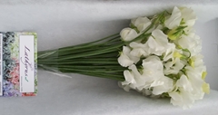 Lathyrus Winter Sunshine White 35cm