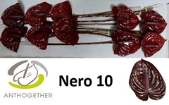 Anthurium Nero 15cm Hd
