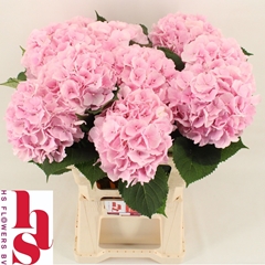 Hydrangea Verena 60cm 18-20cm Hd
