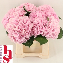 Hydrangea Verena 40cm 13-15cm Hd