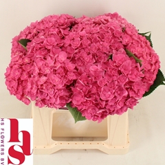 Hydrangea Royal Kiss 40cm 13-15cm Hd