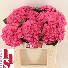 Hydrangea Royal Kiss 50cm 15-17cm Hd