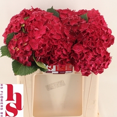 Hydrangea Mon Amour 50cm 13-15cm Hd