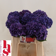 Hydrangea Rodeo Purple 40cm 12-14cm Hd