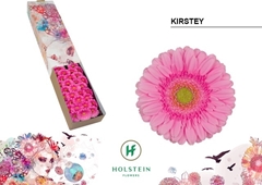 Gerbera Mini Green Center Kirstey 45cm 7cm Hd