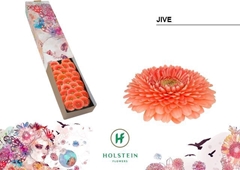 Gerbera Mini Sphere Jive 45cm 7cm Hd