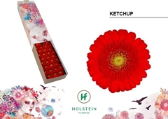 Gerbera Mini Green Center Ketchup 45cm 7cm Hd