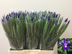 Iris Blue Magic 60cm 45gr.