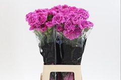 Dianthus Single Farida 65cm