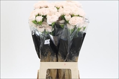 Dianthus Single Brut 60cm