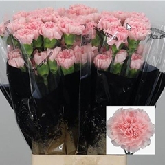 Dianthus Single Jodie 65cm