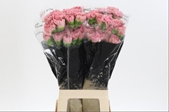 Dianthus Single Lege 60cm