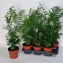 Chamaedorea Elegans 17Ø 65cm