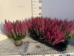 Calluna Beauty Ladies Laura 12Ø 29cm