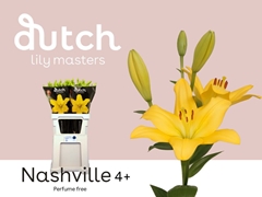 Lily La Nashville 90cm 4+