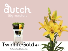 Lily La Twinlife Gold 80cm 4+