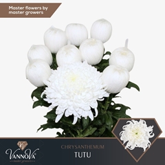 Chrysanth Single Tutu 70cm 120gr.