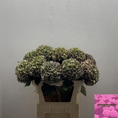 Hydrangea Rodeo Red Classic 80cm 17-19cm Hd