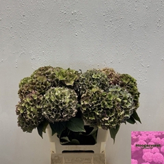 Hydrangea Rodeo Red Classic 60cm 14-16cm Hd